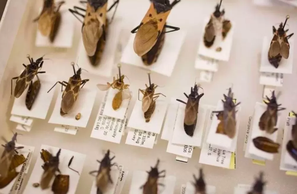 超一亿人处于危险之中,它被称为新的艾滋病-第1张图片- 超一亿人处于危险之中,它被称为新的艾滋病-第1张图片-