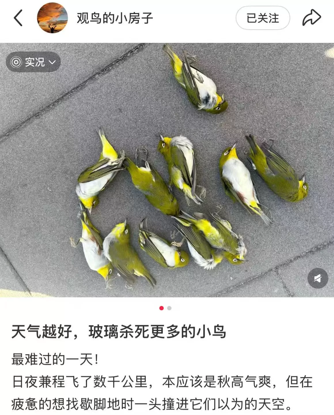 “鸟撞”问题频频发生：面对城市中的鸟类杀手，我们能怎么做？-第1张图片-