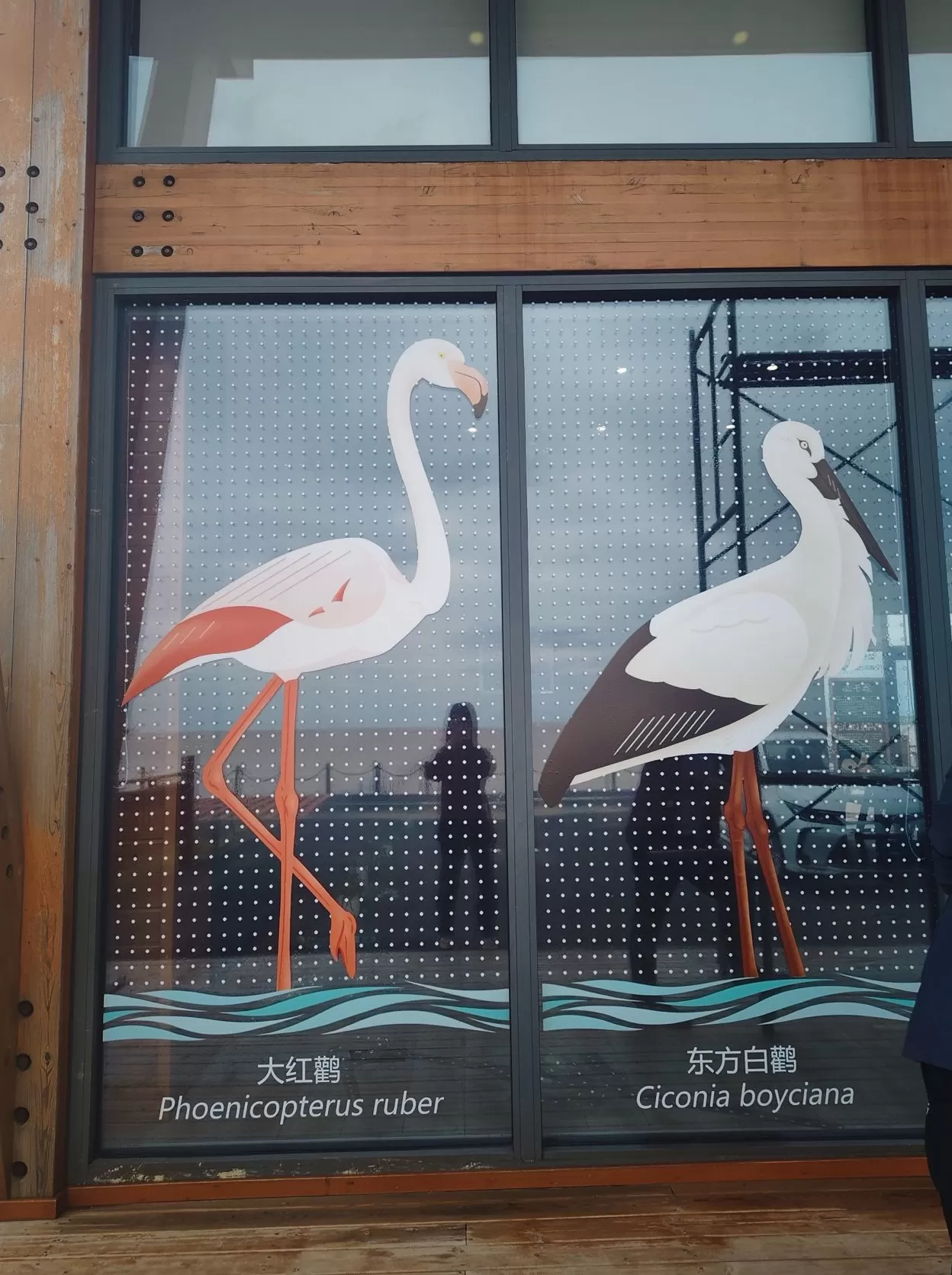 “鸟撞”问题频频发生：面对城市中的鸟类杀手，我们能怎么做？-第3张图片-