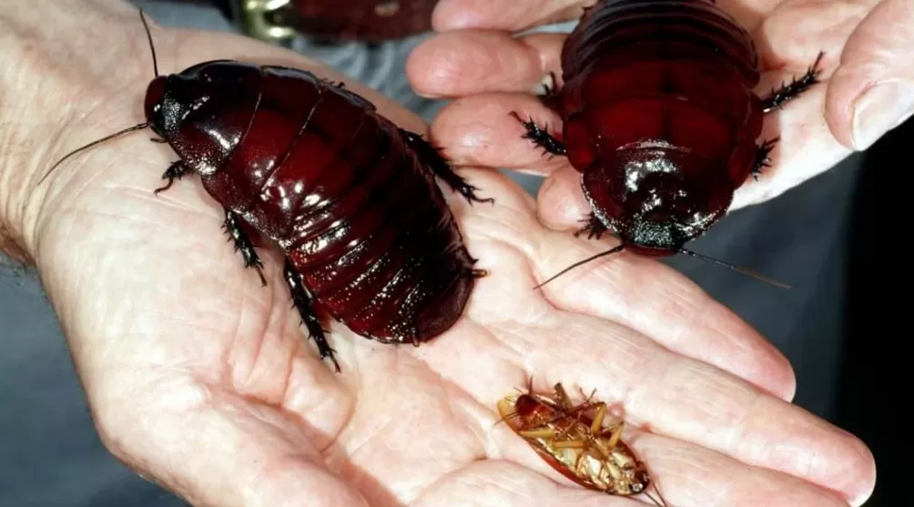 蟑螂如果和小龙虾一样大，能吃吗-第3张图片-
