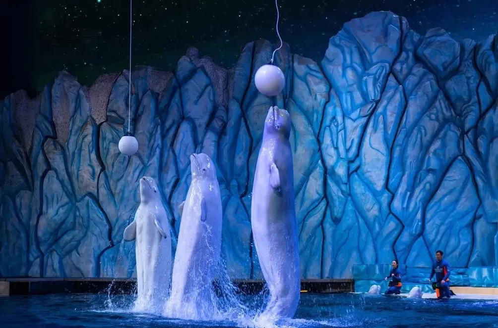 囚鲸之死：一名女驯鲸师的觉醒-第5张图片-