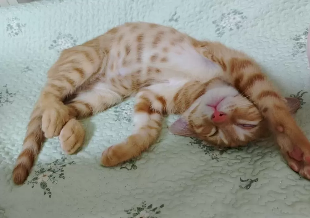 夜读｜小猫，让人心肠变软-第1张图片-