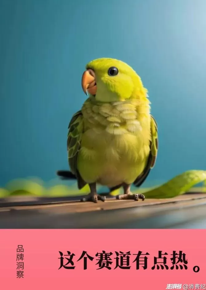 小鹦鹉，大生意-第2张图片-