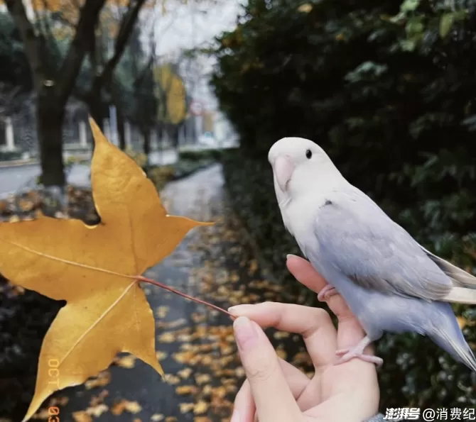 小鹦鹉，大生意-第4张图片-