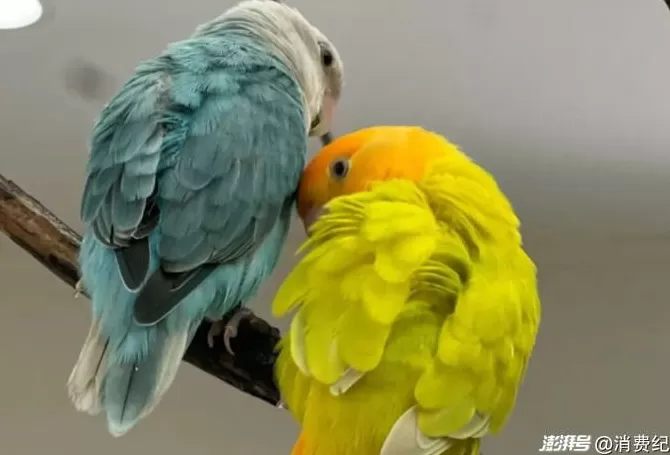 小鹦鹉，大生意-第6张图片-