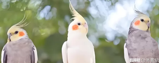 小鹦鹉，大生意-第11张图片-
