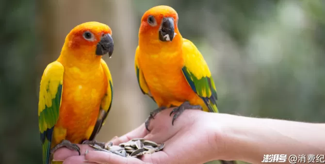 小鹦鹉，大生意-第13张图片-