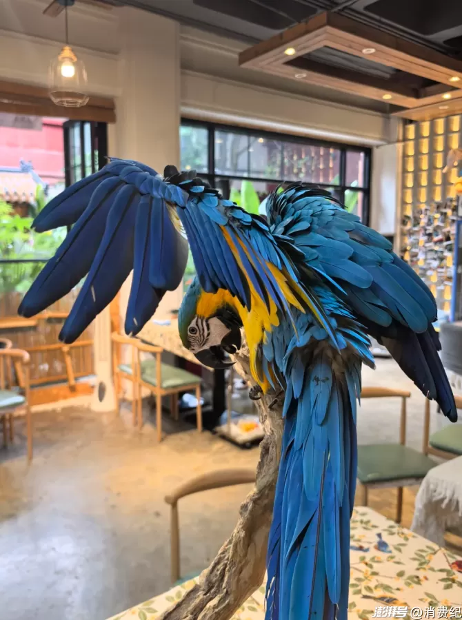 小鹦鹉，大生意-第12张图片-
