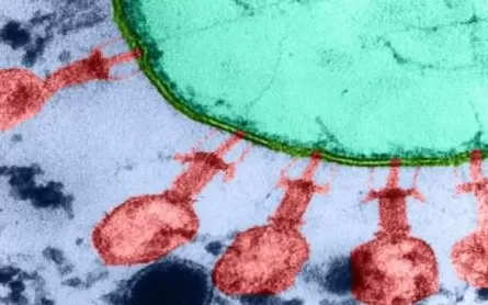 少量饮酒能提高外语能力?搞笑诺奖揭晓;世界首个由AI设计的病毒 | 科技周览-第1张图片- 少量饮酒能提高外语能力?搞笑诺奖揭晓;世界首个由AI设计的病毒 | 科技周览-第1张图片-