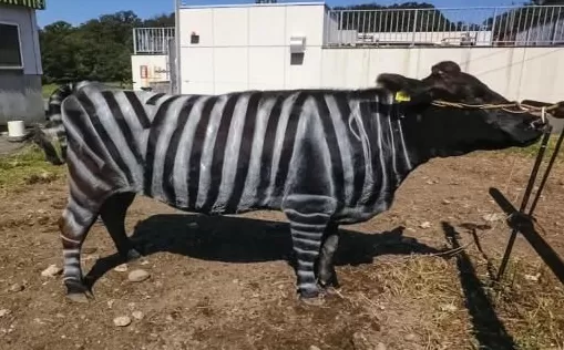 少量饮酒能提高外语能力?搞笑诺奖揭晓;世界首个由AI设计的病毒 | 科技周览-第2张图片- 少量饮酒能提高外语能力?搞笑诺奖揭晓;世界首个由AI设计的病毒 | 科技周览-第2张图片-