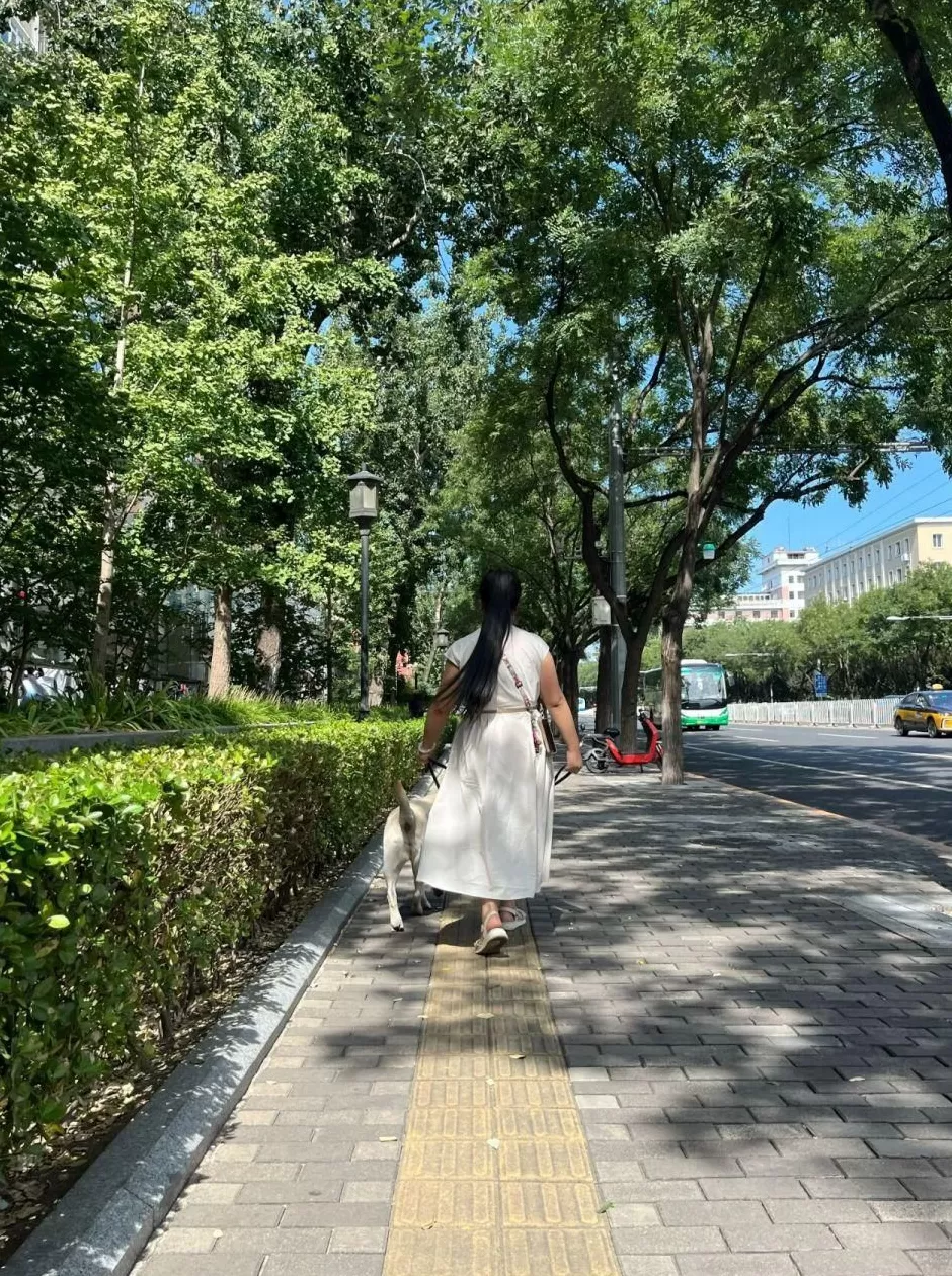 “带盲人爬泰山”的导盲犬,已被接走-第1张图片- “带盲人爬泰山”的导盲犬,已被接走-第1张图片-