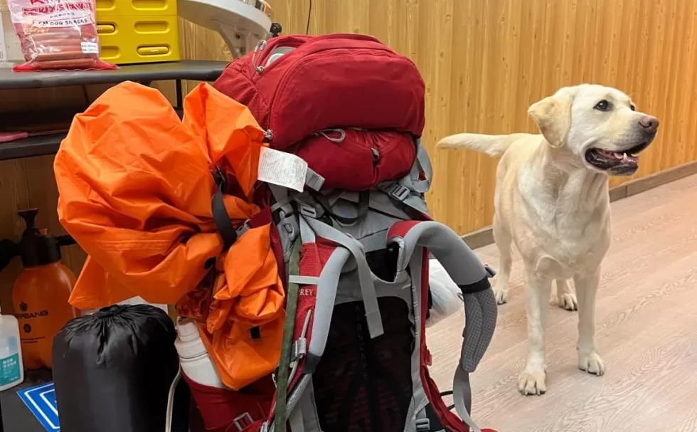 “带盲人爬泰山”的导盲犬,已被接走-第2张图片- “带盲人爬泰山”的导盲犬,已被接走-第2张图片-