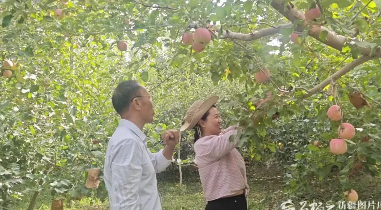 砥砺奋进七十载天山南北谱华章丨“糖心”烙印背后:阿克苏苹果的产业升级之路-第2张图片- 砥砺奋进七十载天山南北谱华章丨“糖心”烙印背后:阿克苏苹果的产业升级之路-第2张图片-