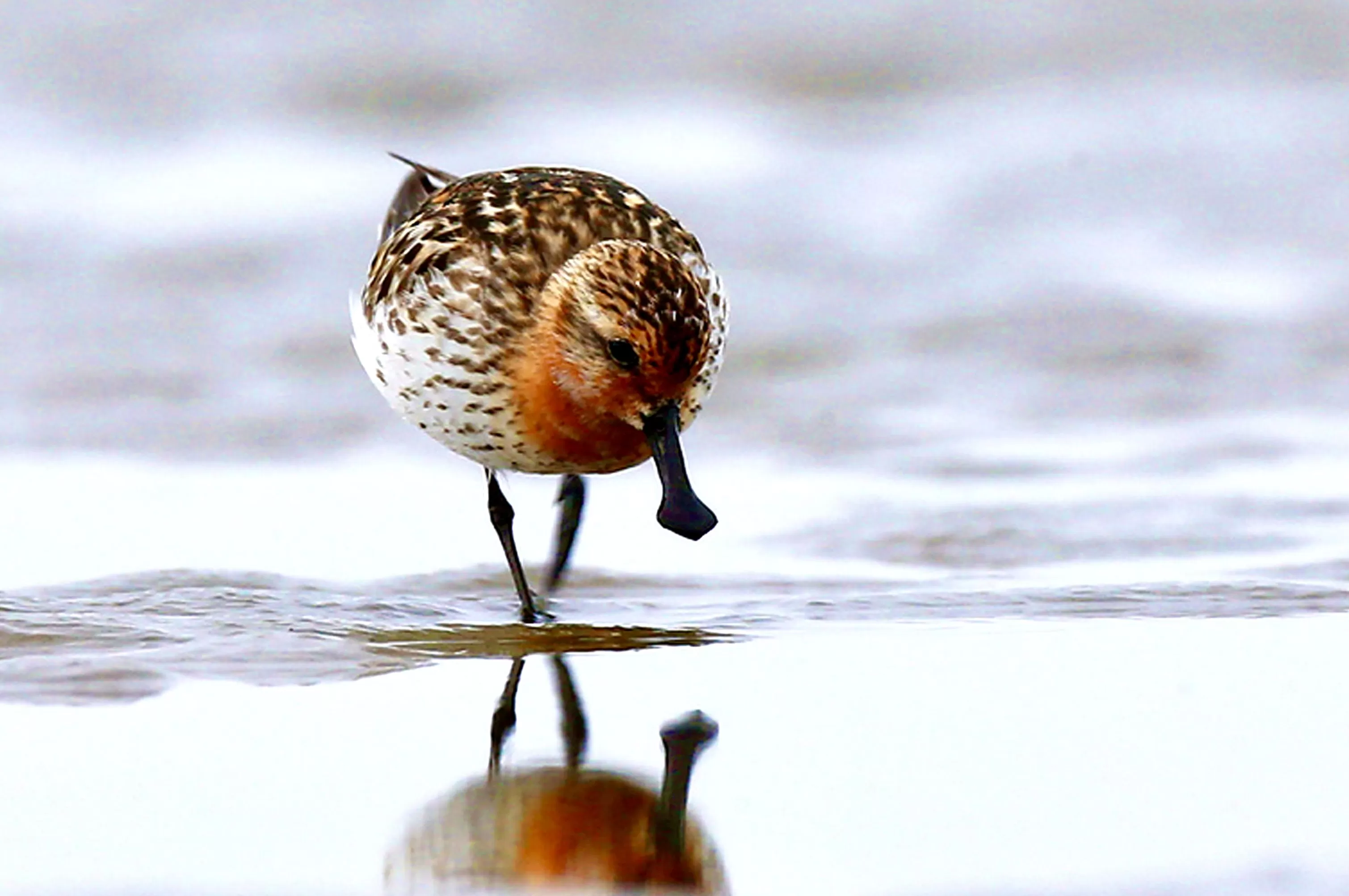 生态优先：如何守护盐城的“高颜值”-第1张图片-