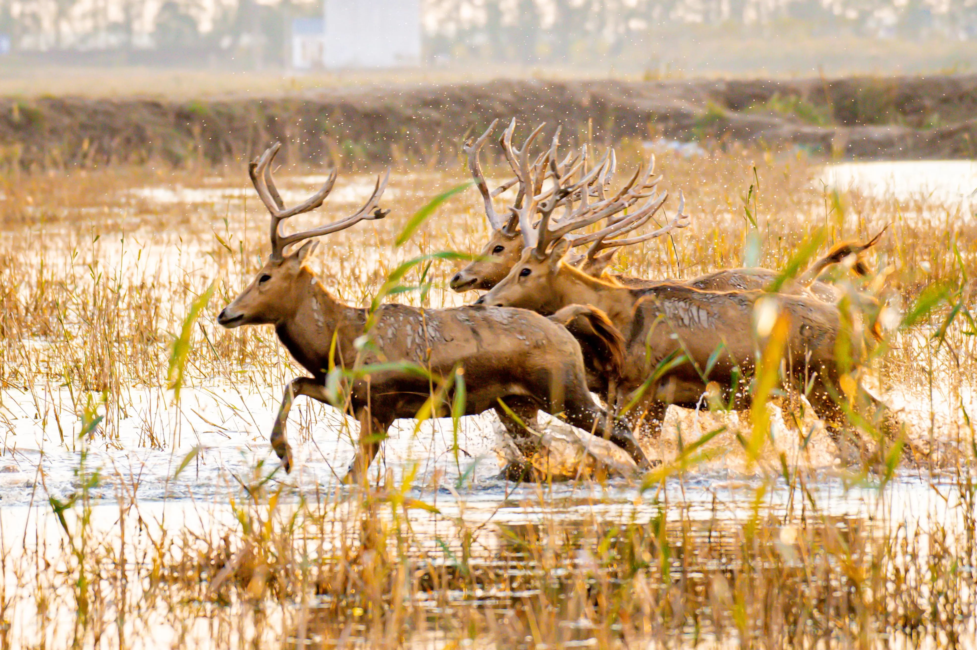生态优先：如何守护盐城的“高颜值”-第4张图片-