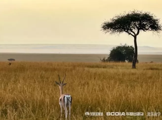 3万中国人涌入非洲：种菜、做电商，卖期房-第13张图片-