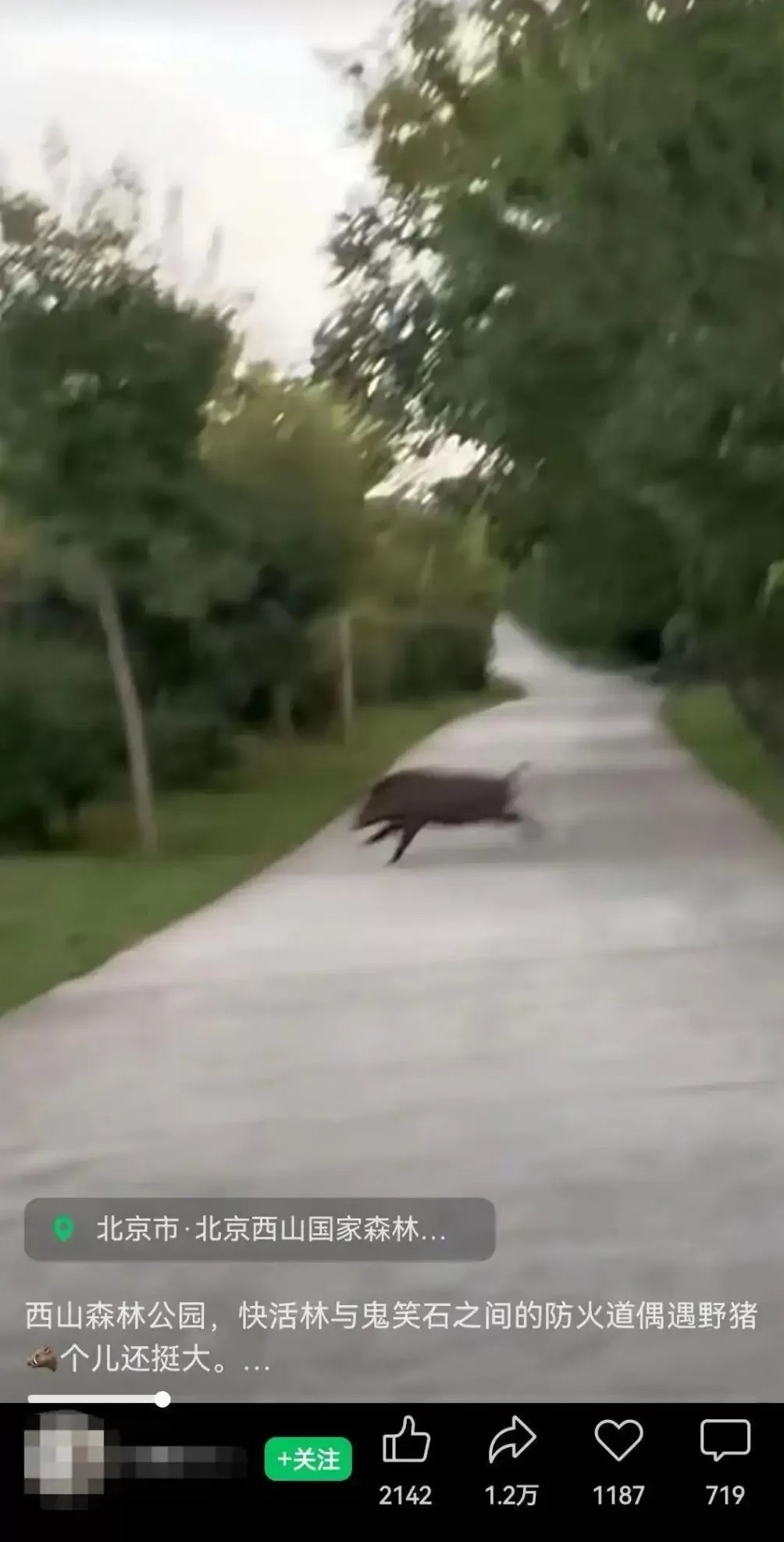 有人在北京西山国家森林公园拍到野猪，官方回应：偶发事件，野猪和游客相遇概率不大-第1张图片-