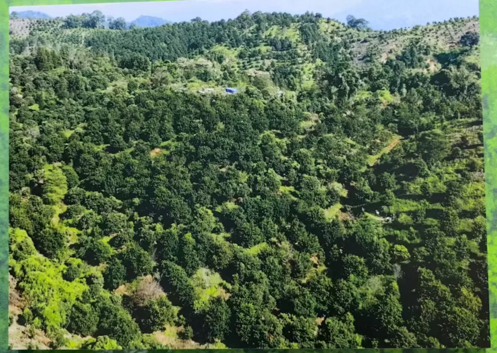 德宏检察：检察机关以公益诉讼助力守护犀鸟家园-第2张图片-