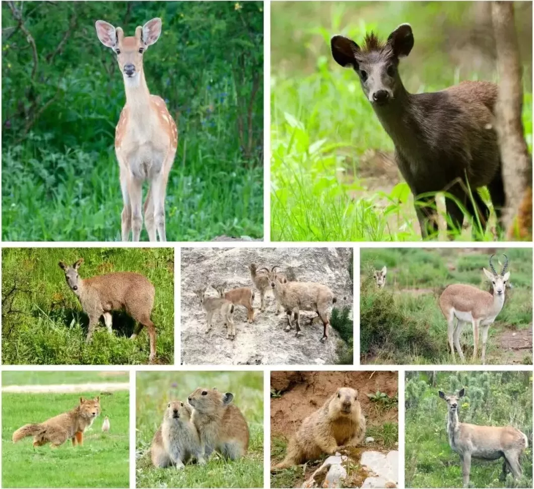 青藏高原烟花炸懵高原小动物?中国小动物保护协会发声-第3张图片- 青藏高原烟花炸懵高原小动物?中国小动物保护协会发声-第3张图片-