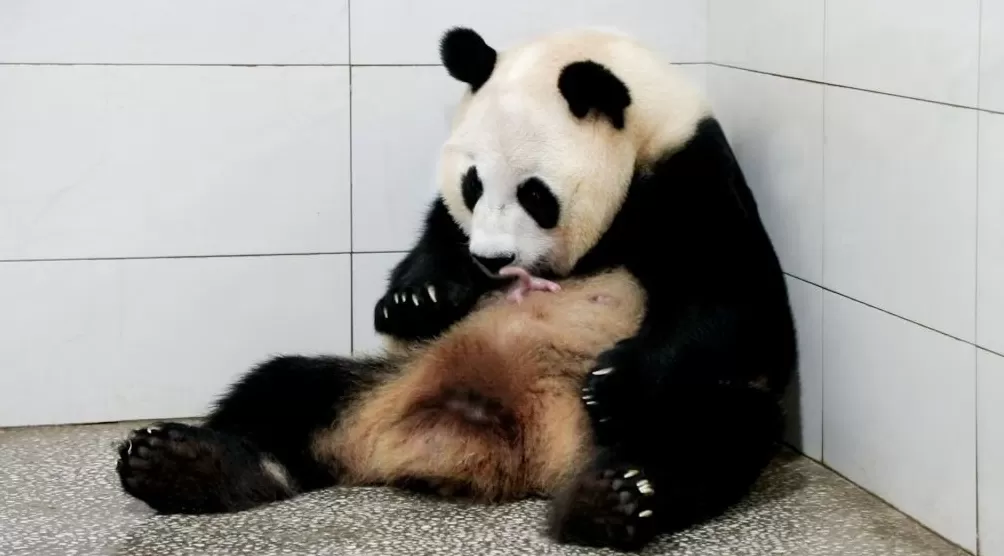 上海野生动物园大熊猫龙凤胎满月，预计还需十天才能睁眼“看世界”-第2张图片-