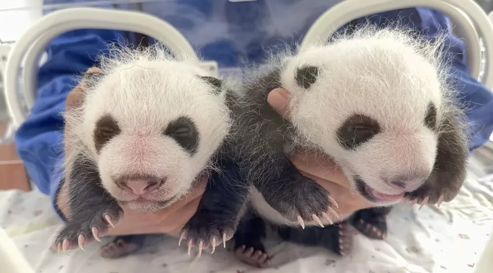 上海野生动物园大熊猫龙凤胎满月，预计还需十天才能睁眼“看世界”-第1张图片-