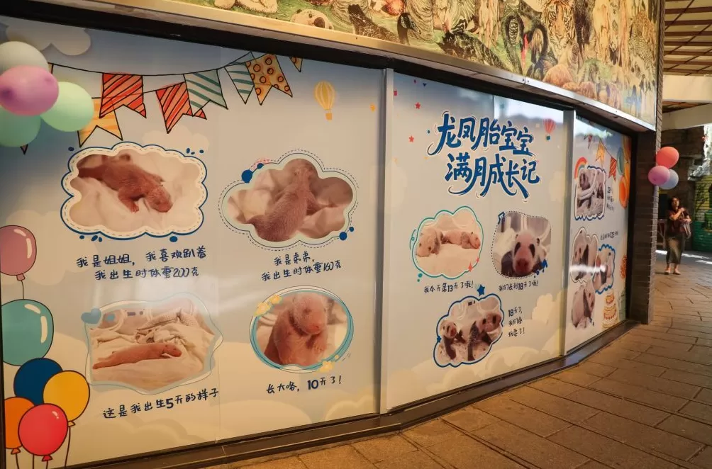 上海野生动物园大熊猫龙凤胎满月，预计还需十天才能睁眼“看世界”-第6张图片-