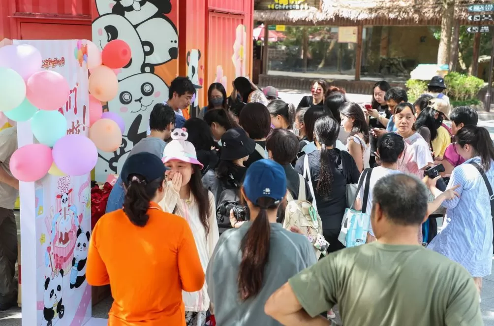 上海野生动物园大熊猫龙凤胎满月，预计还需十天才能睁眼“看世界”-第5张图片-