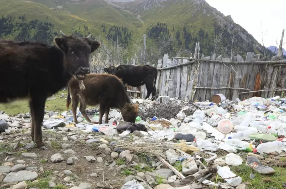 最美的净土，已经毁了-第22张图片-