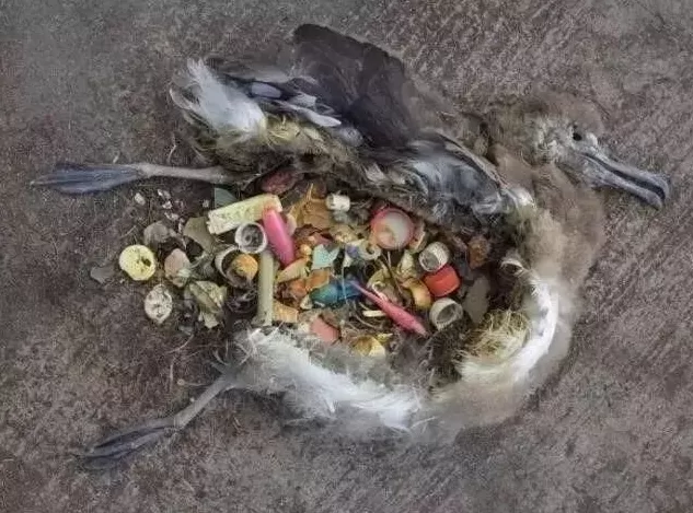 最美的净土，已经毁了-第30张图片-