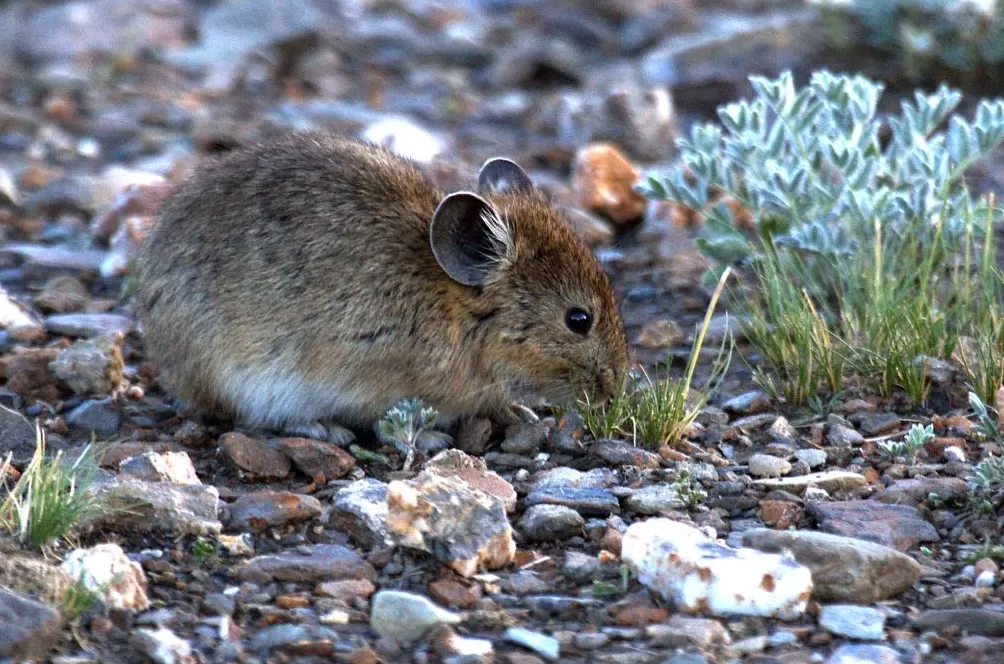 世界自然保护联盟专家李维东:烟花秀对高原冰川的影响为何比主办方预估的要大-第2张图片- 世界自然保护联盟专家李维东:烟花秀对高原冰川的影响为何比主办方预估的要大-第2张图片-