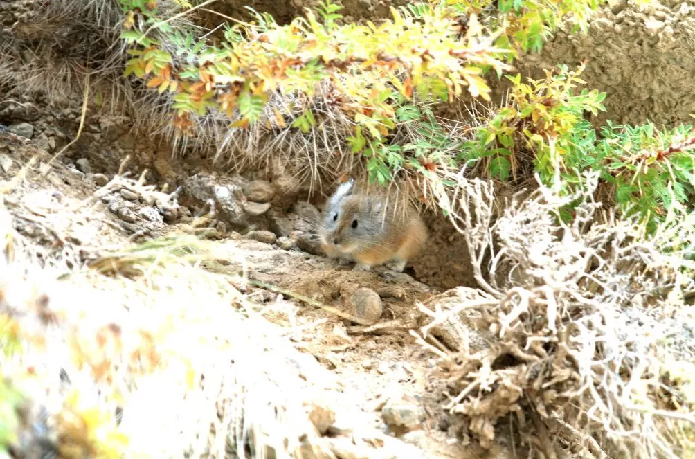 世界自然保护联盟专家李维东:烟花秀对高原冰川的影响为何比主办方预估的要大-第3张图片- 世界自然保护联盟专家李维东:烟花秀对高原冰川的影响为何比主办方预估的要大-第3张图片-