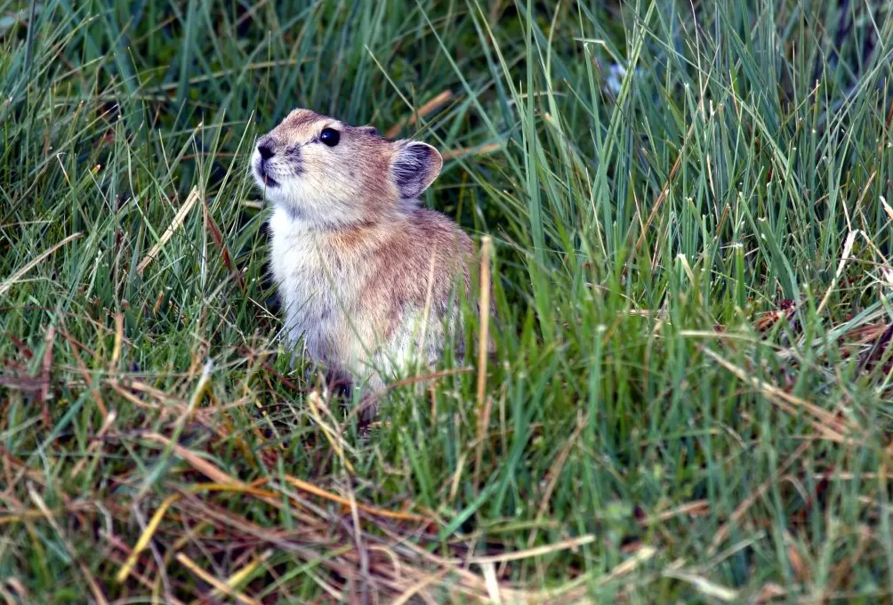 世界自然保护联盟专家李维东:烟花秀对高原冰川的影响为何比主办方预估的要大-第4张图片- 世界自然保护联盟专家李维东:烟花秀对高原冰川的影响为何比主办方预估的要大-第4张图片-