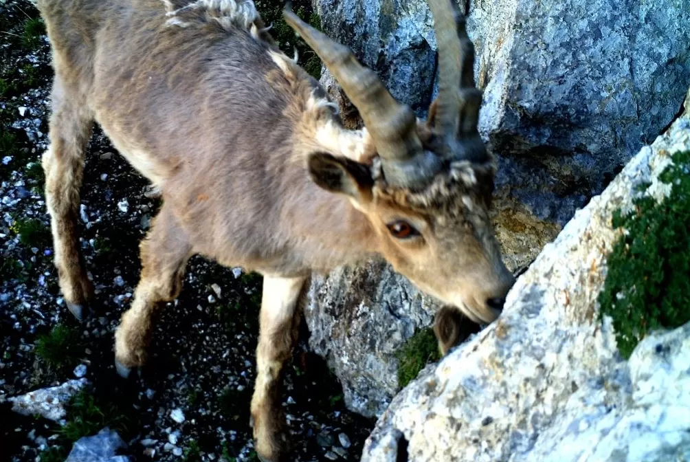 世界自然保护联盟专家李维东:烟花秀对高原冰川的影响为何比主办方预估的要大-第6张图片- 世界自然保护联盟专家李维东:烟花秀对高原冰川的影响为何比主办方预估的要大-第6张图片-