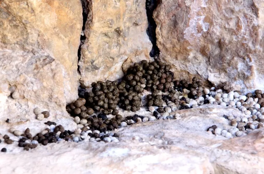 世界自然保护联盟专家李维东:烟花秀对高原冰川的影响为何比主办方预估的要大-第5张图片- 世界自然保护联盟专家李维东:烟花秀对高原冰川的影响为何比主办方预估的要大-第5张图片-