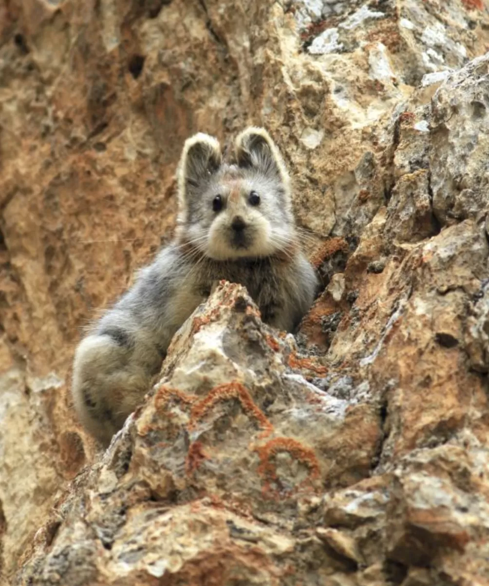 世界自然保护联盟专家李维东:烟花秀对高原冰川的影响为何比主办方预估的要大-第7张图片- 世界自然保护联盟专家李维东:烟花秀对高原冰川的影响为何比主办方预估的要大-第7张图片-