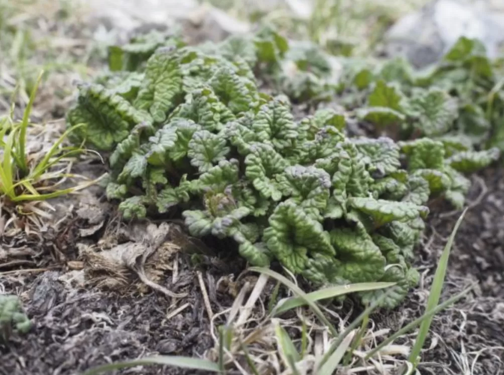 世界自然保护联盟专家李维东:烟花秀对高原冰川的影响为何比主办方预估的要大-第9张图片- 世界自然保护联盟专家李维东:烟花秀对高原冰川的影响为何比主办方预估的要大-第9张图片-