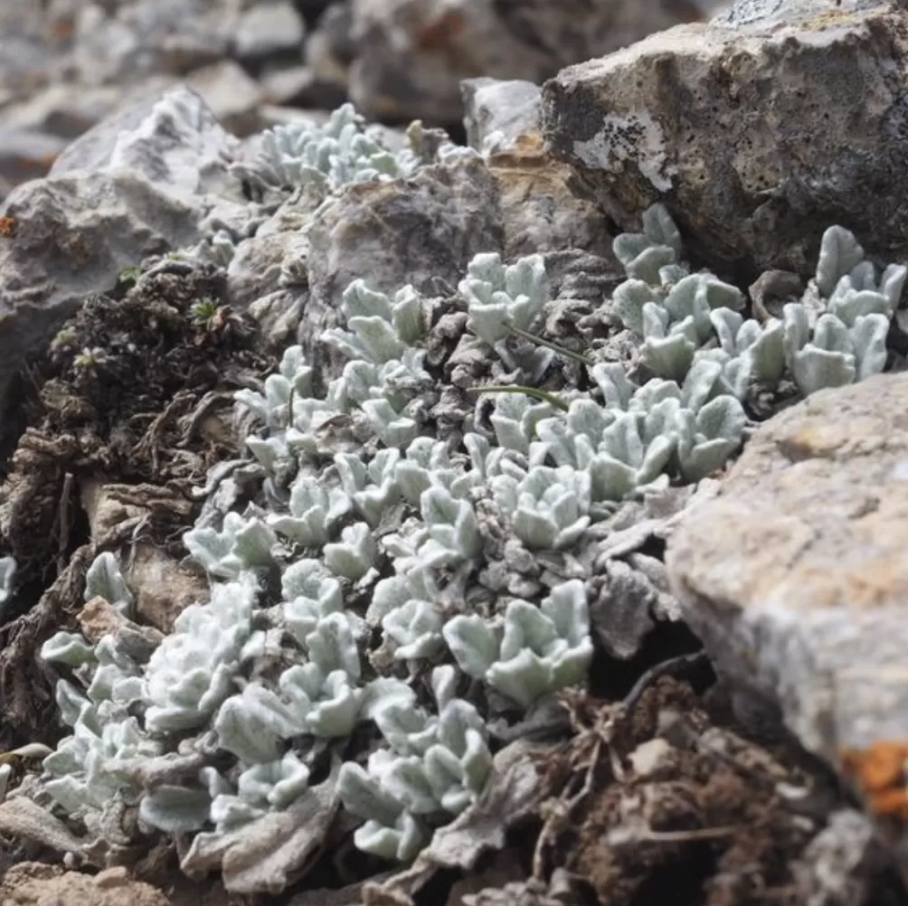 世界自然保护联盟专家李维东:烟花秀对高原冰川的影响为何比主办方预估的要大-第10张图片- 世界自然保护联盟专家李维东:烟花秀对高原冰川的影响为何比主办方预估的要大-第10张图片-