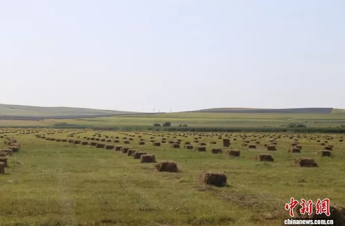 （乡村行·看振兴）草原添绿意牧民保丰收-第1张图片-