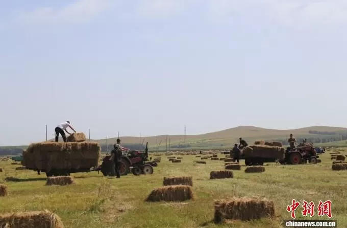 （乡村行·看振兴）草原添绿意牧民保丰收-第2张图片-