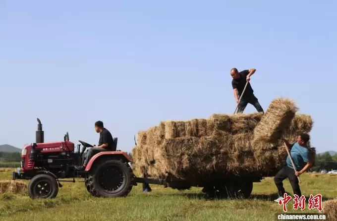 （乡村行·看振兴）草原添绿意牧民保丰收-第3张图片-