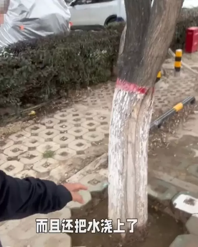 银川一国家级城市湿地公园被指“水泥封树坑”，当地自然资源局回应-第2张图片-