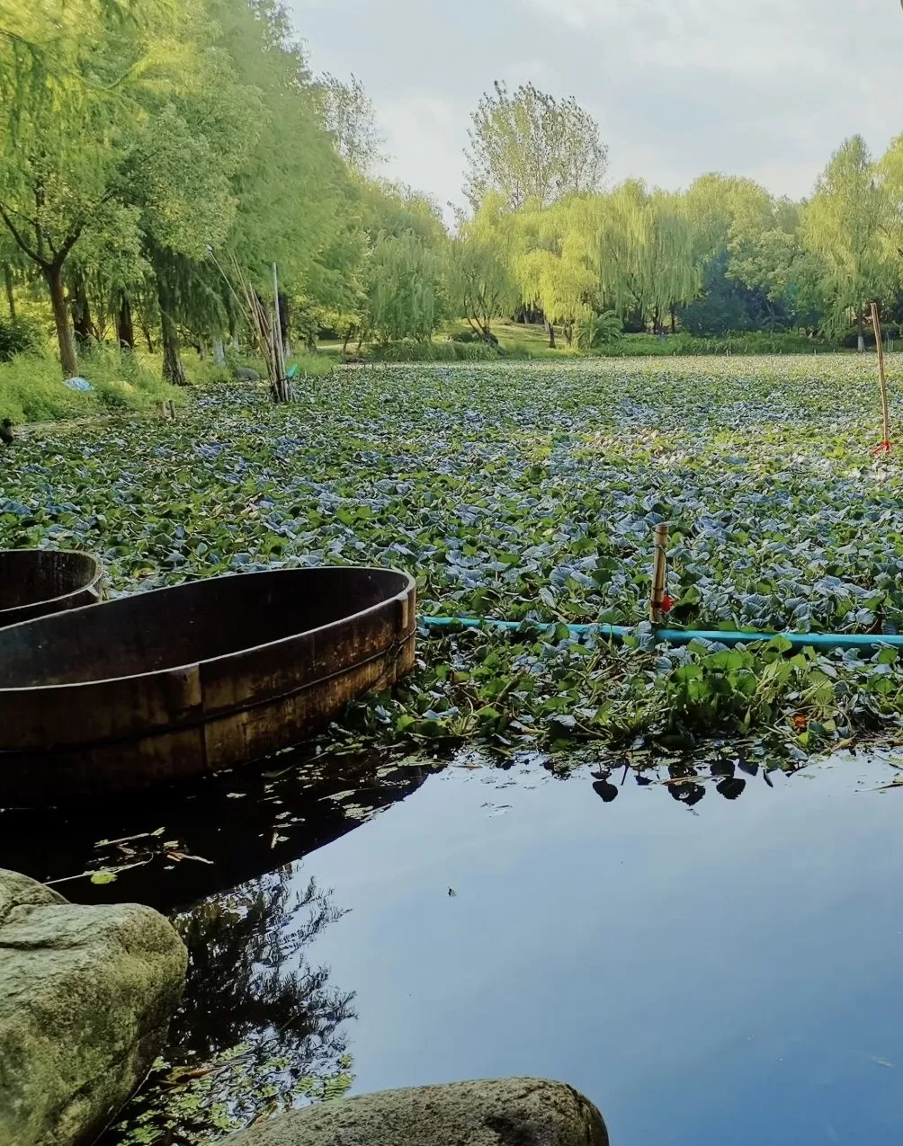 秋分时节，煨一碗鲜菱-第6张图片-