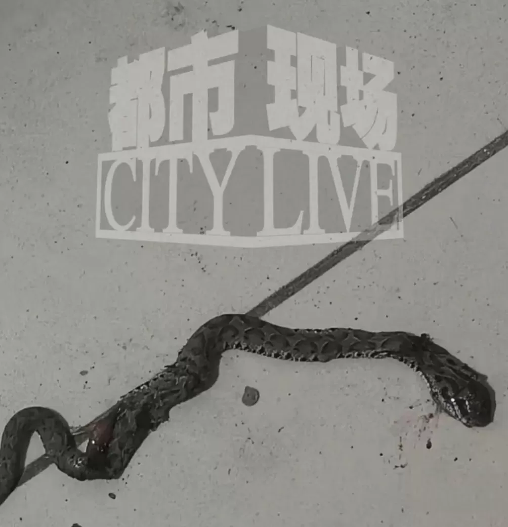 装修工人梦中突感凉意，感觉有动物爬过，打死后发现竟是一条蛇-第1张图片-