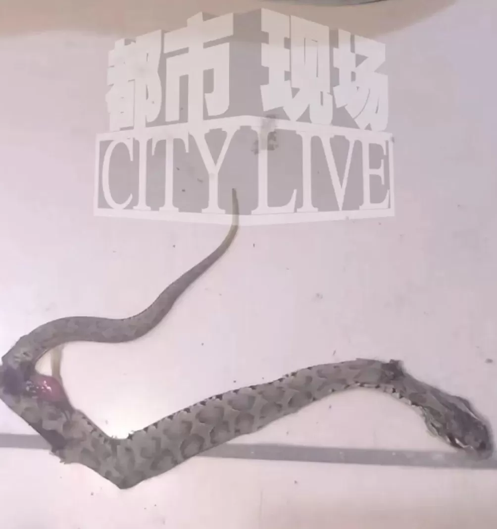 装修工人梦中突感凉意，感觉有动物爬过，打死后发现竟是一条蛇-第3张图片-