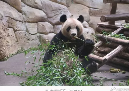 旅法大熊猫“欢欢”被诊断出肾功能不全,将于11月底提前回国-第1张图片- 旅法大熊猫“欢欢”被诊断出肾功能不全,将于11月底提前回国-第1张图片-