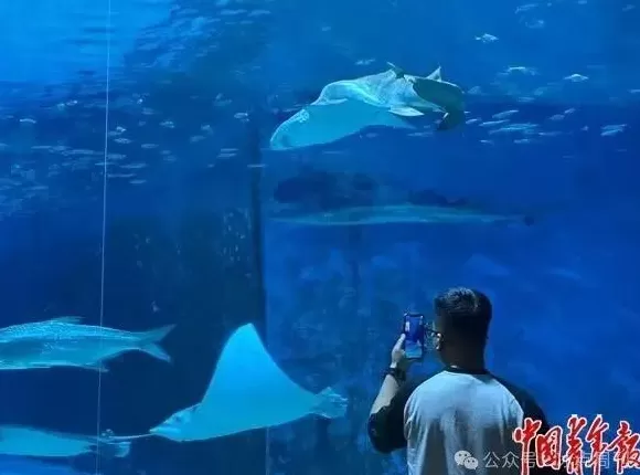 卖企鹅,出租海豚,海洋馆没“鲸”费了-第1张图片- 卖企鹅,出租海豚,海洋馆没“鲸”费了-第1张图片-