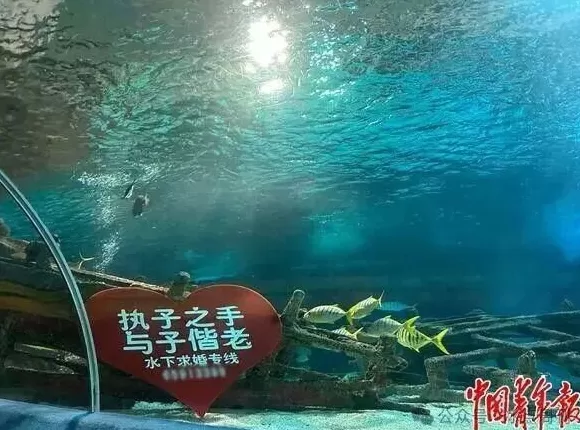 卖企鹅,出租海豚,海洋馆没“鲸”费了-第2张图片- 卖企鹅,出租海豚,海洋馆没“鲸”费了-第2张图片-