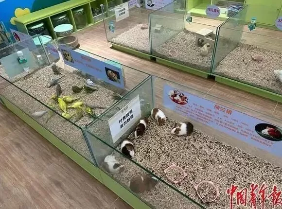 卖企鹅,出租海豚,海洋馆没“鲸”费了-第3张图片- 卖企鹅,出租海豚,海洋馆没“鲸”费了-第3张图片-