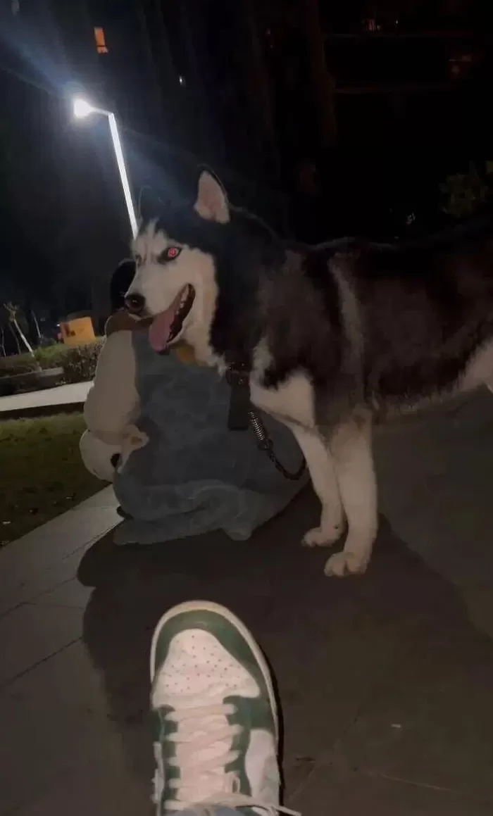 男子被狗追撵、扑倒，质问狗主人遛狗为何不牵绳，反被殴打致轻伤二级，今日宣判：被告狗主人获刑一年-第1张图片-