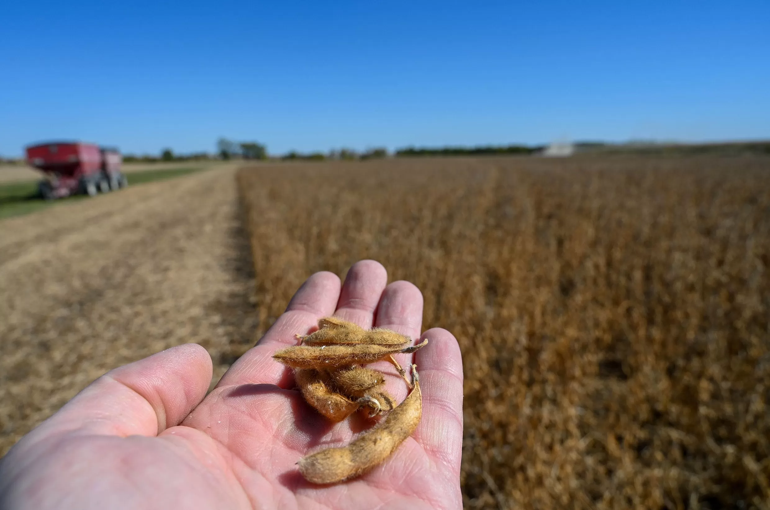 彻底丢掉最大出口市场，美国豆农被关税推向绝境-第1张图片-